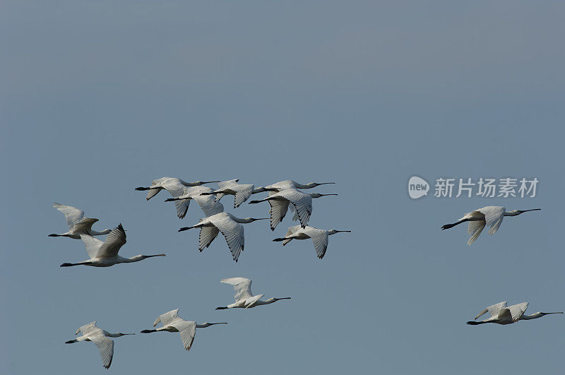 欧亚琵鹭飞行(Platalea leucorodia)